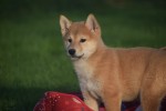 Shiba Inu (teef) 96544