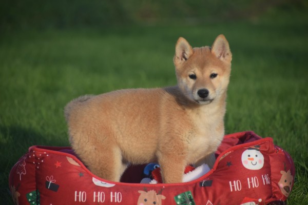 Shiba Inu (teef) 96544