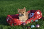 Shiba Inu (reu) 96631