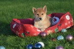 Shiba Inu (reu) 96631