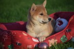 Shiba Inu (reu) 96631