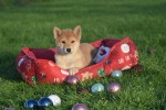 Shiba Inu (reu) 96631