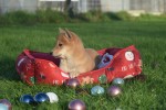 Shiba Inu (reu) 96631