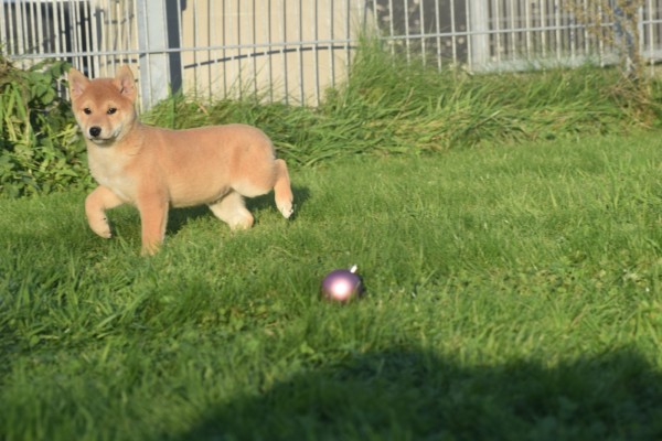 Shiba Inu (reu) 96631