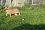 Shiba Inu (reu) 96631
