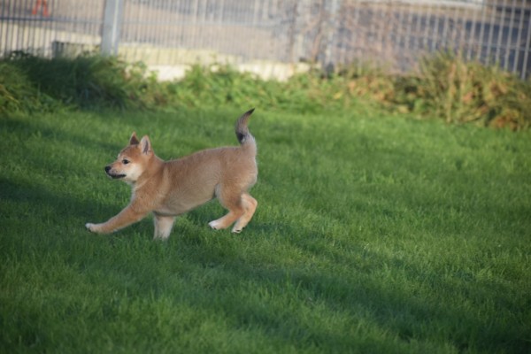 Shiba Inu (teef) 96743