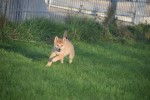 Shiba Inu (teef) 96743