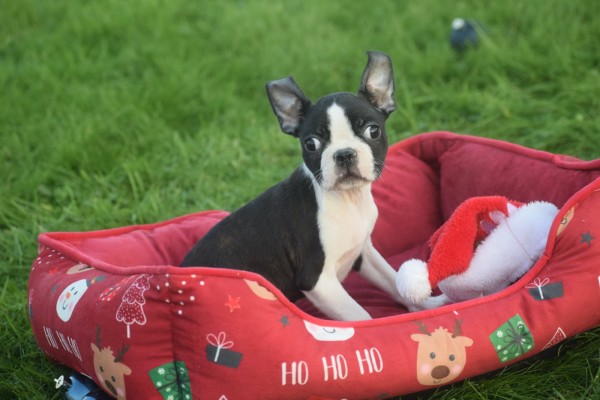Boston Terrier (reu) 39868