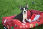 Boston Terrier (reu) 39868