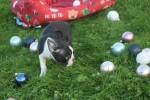 Boston Terrier (reu) 39868