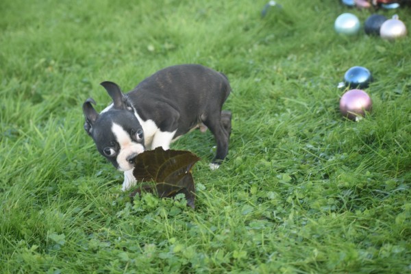 Boston Terrier (reu) 39868