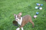 Boston Terrier (teef) 39860