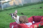 Boston Terrier (teef) 39860