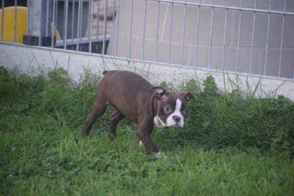 Boston Terrier (teef) 40054