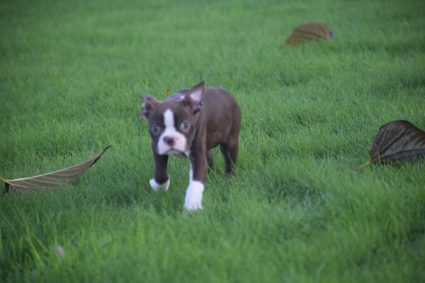 Boston Terrier (teef) 40054