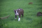 Boston Terrier (teef) 40054