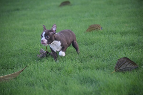 Boston Terrier (teef) 40054