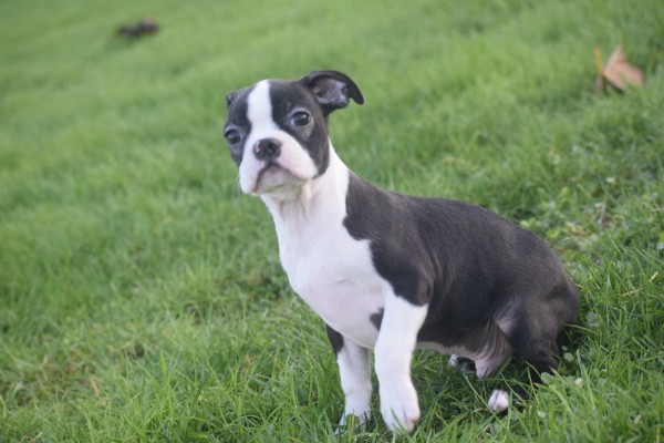 Boston Terrier (reu) 41686