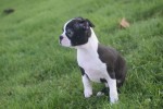 Boston Terrier (reu) 41686