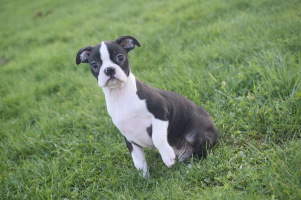Boston Terrier (reu) 41686