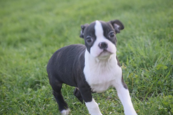 Boston Terrier (reu) 41686