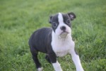 Boston Terrier (reu) 41686