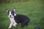 Boston Terrier (teef) 39881