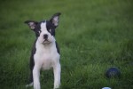 Boston Terrier (teef) 39881
