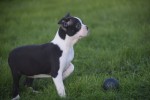 Boston Terrier (teef) 39881