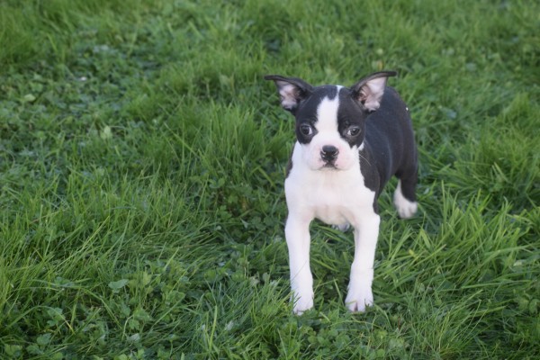 Boston Terrier (teef) 39881