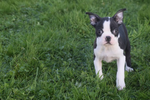 Boston Terrier (teef) 39881