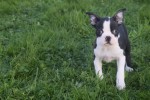 Boston Terrier (teef) 39881