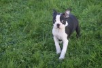 Boston Terrier (teef) 39881