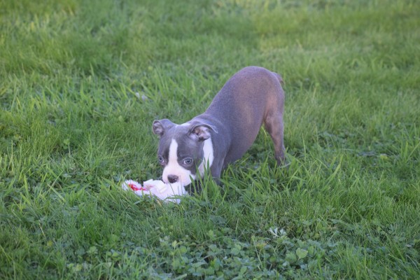 Boston Terrier (reu) 41573