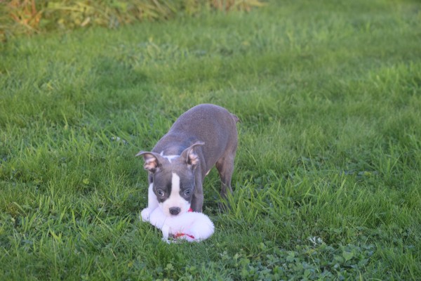 Boston Terrier (reu) 41573