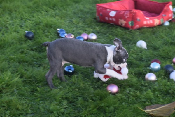 Boston Terrier (reu) 41573