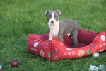 Boston Terrier (reu) 41573