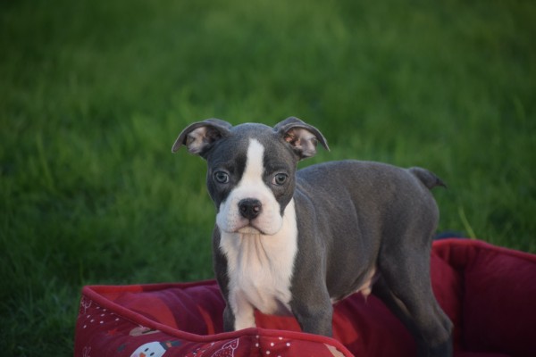 Boston Terrier (reu) 41573