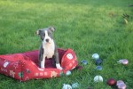 Boston Terrier (reu) 41573