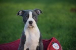 Boston Terrier (reu) 41573
