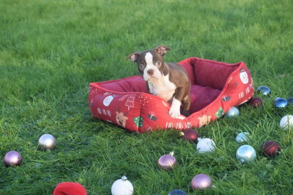 Boston Terrier (teef) 39941