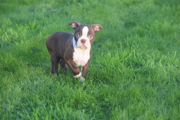 Boston Terrier (teef) 39941