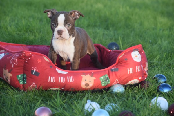 Boston Terrier (teef) 39941