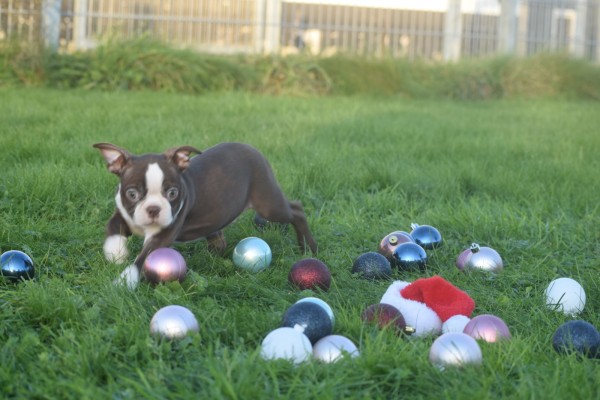 Boston Terrier (teef) 39941