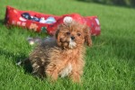 Cavapoo (teef) 36304