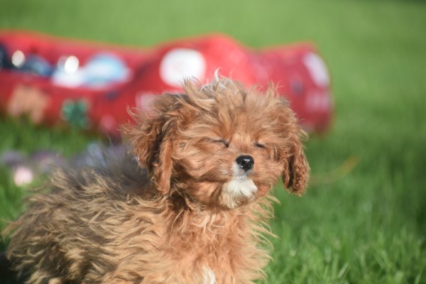 Cavapoo (teef) 36304