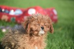Cavapoo (teef) 36304