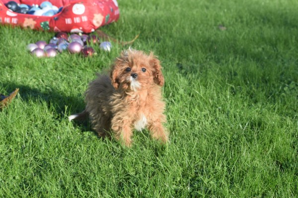 Cavapoo (teef) 36304