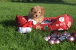 Cavapoo (reu) 36313