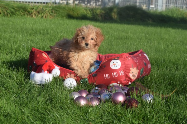 Cavapoo (reu) 36313